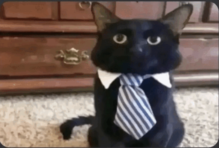 catsir.gif
