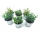 Lot de 6 plantes avec leur pot 0.1L  pour coupe de Robotique